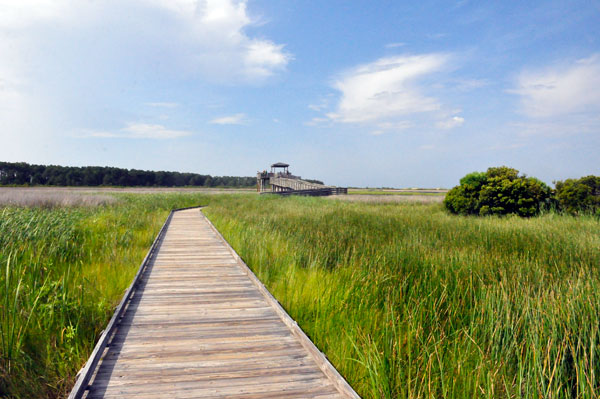 boardwalk to the viewing tower
